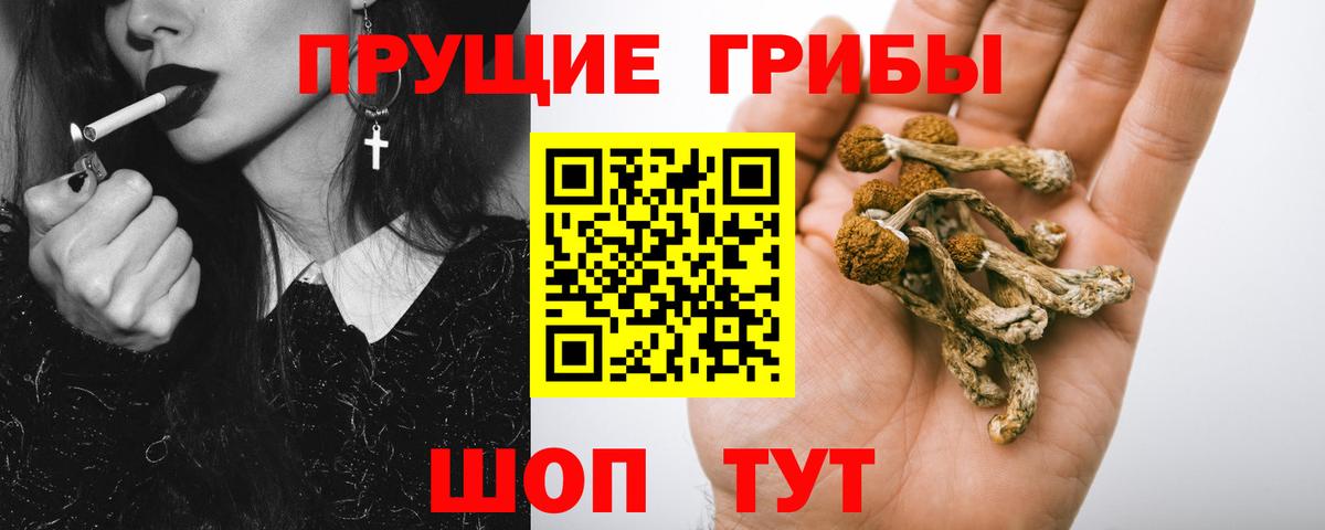Ишимбай  Галлюциногенные грибы Psilocybe  Вход с VPN 